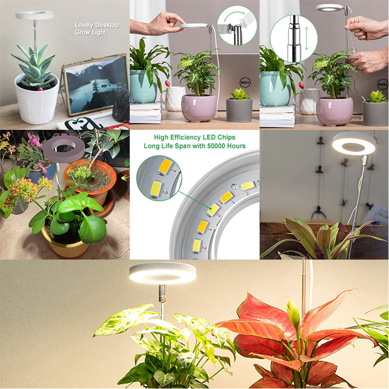 Grow Light For Indoor Plants | Angel Ring encalife