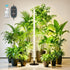 67-inch adjustable floor-standing grow light with full-spectrum LED lighting, round base, wireless remote, and indoor potted plants.