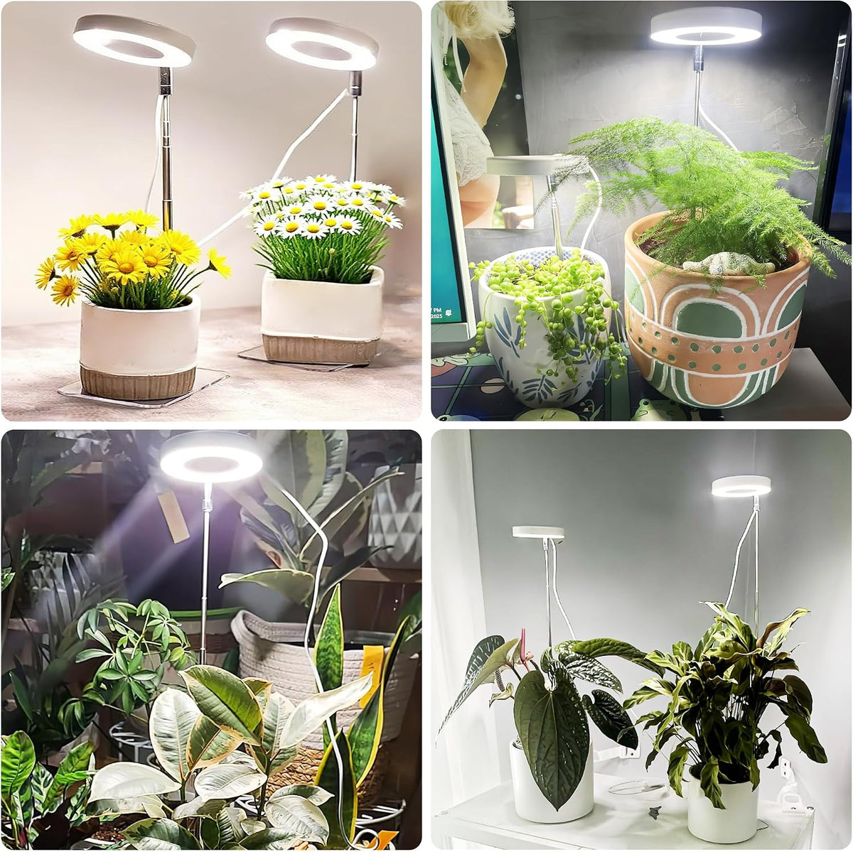 Grow Lights for Indoor Plants | Halo LED Plant Lamp encalife
