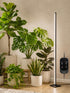 60 inch standing LED plant grow lamp beside houseplant