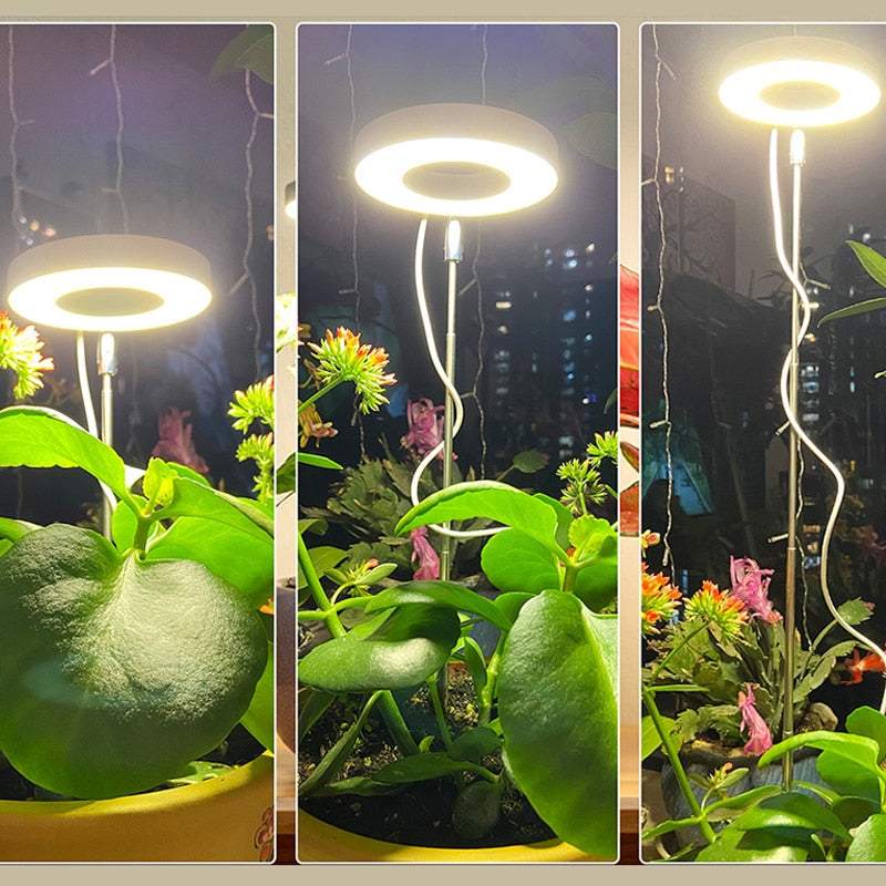 Grow Light For Indoor Plants | Angel Ring