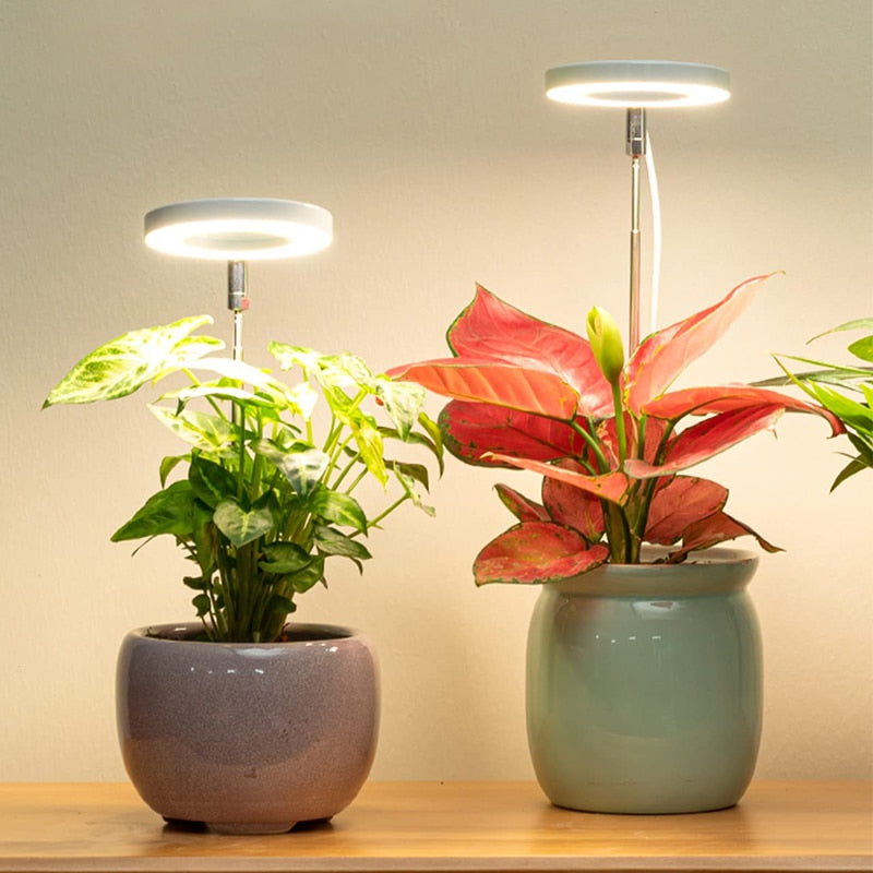 Grow Light For Indoor Plants | Angel Ring
