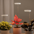 Grow Light For Indoor Plants | Angel Ring