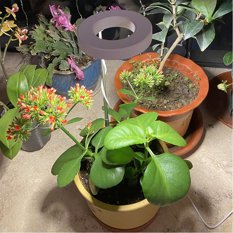 can a ring light grow plants Grow Light For Indoor Plants